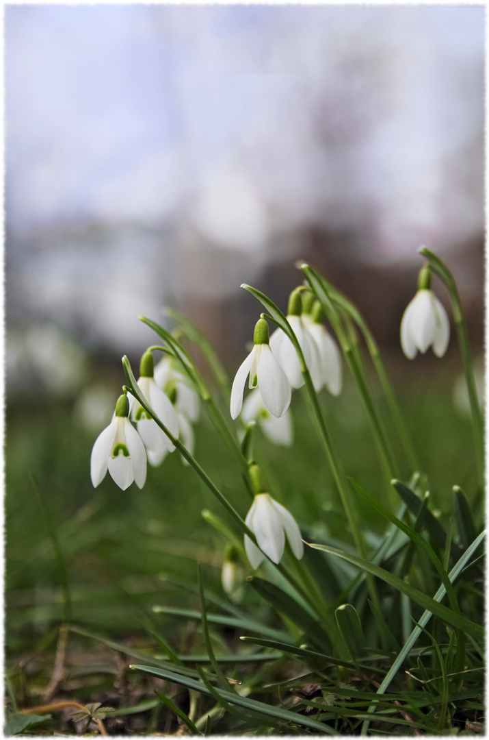 Schneeglöckchen, weiss Röckchen