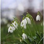 Schneeglöckchen, weiss Röckchen