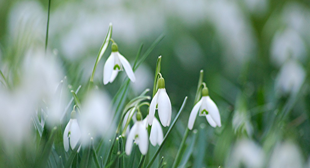 Schneeglöckchen, weiss Röckchen