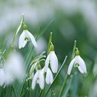 Schneeglöckchen, weiss Röckchen