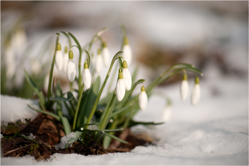 Schneeglöckchen Weißröckchen.....