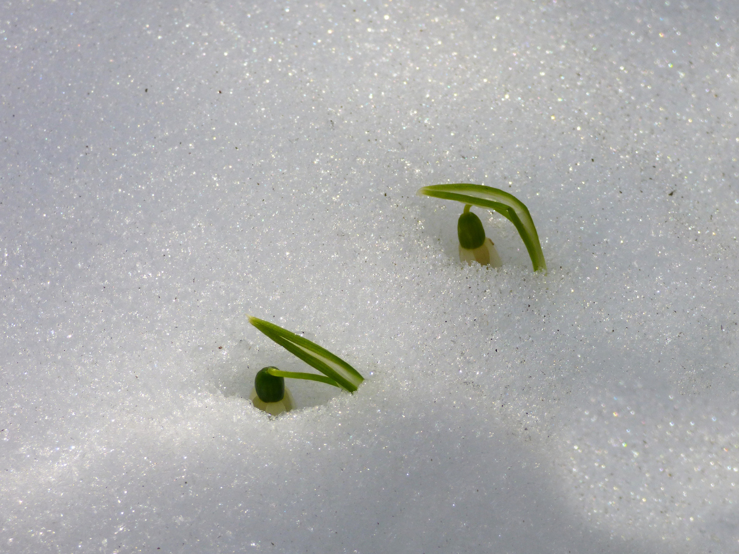 Schneeglöckchen, Weißröckchen :-)))