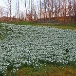 Schneeglöckchen Wiese