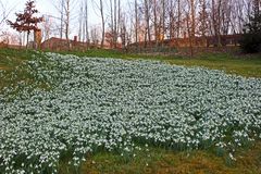 Schneeglöckchen Wiese