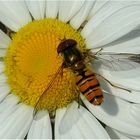 Schneeglöckchen , Winterlinge und Krokusse blühen...