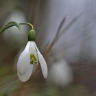 Schneeglöckchen zum Dritten