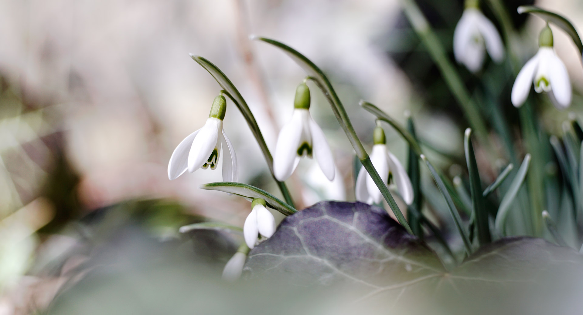 Schneeglöckchen zum Frühlingsanfang