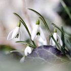 Schneeglöckchen zum Frühlingsanfang