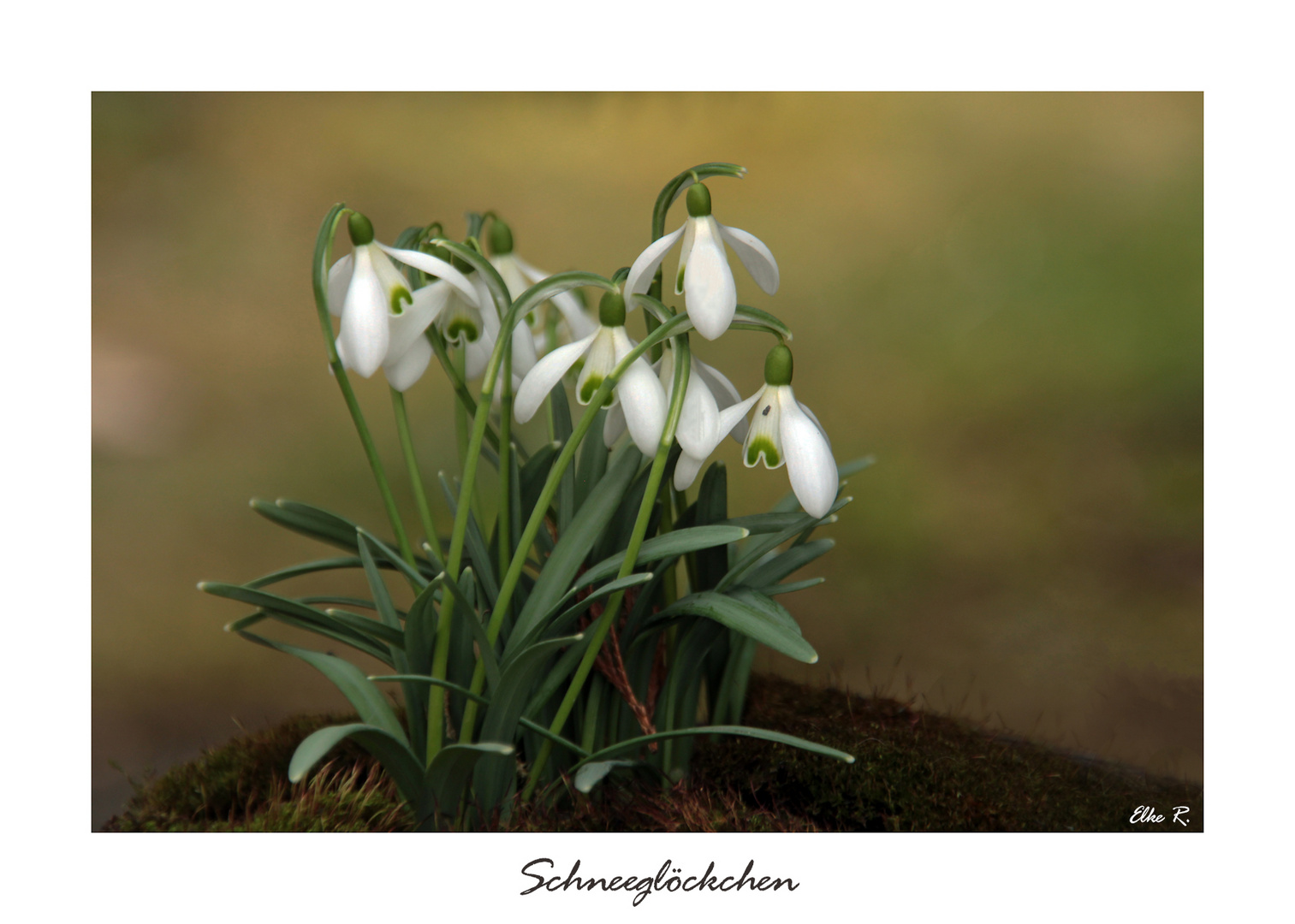 Schneeglöckchen zum Wochenende