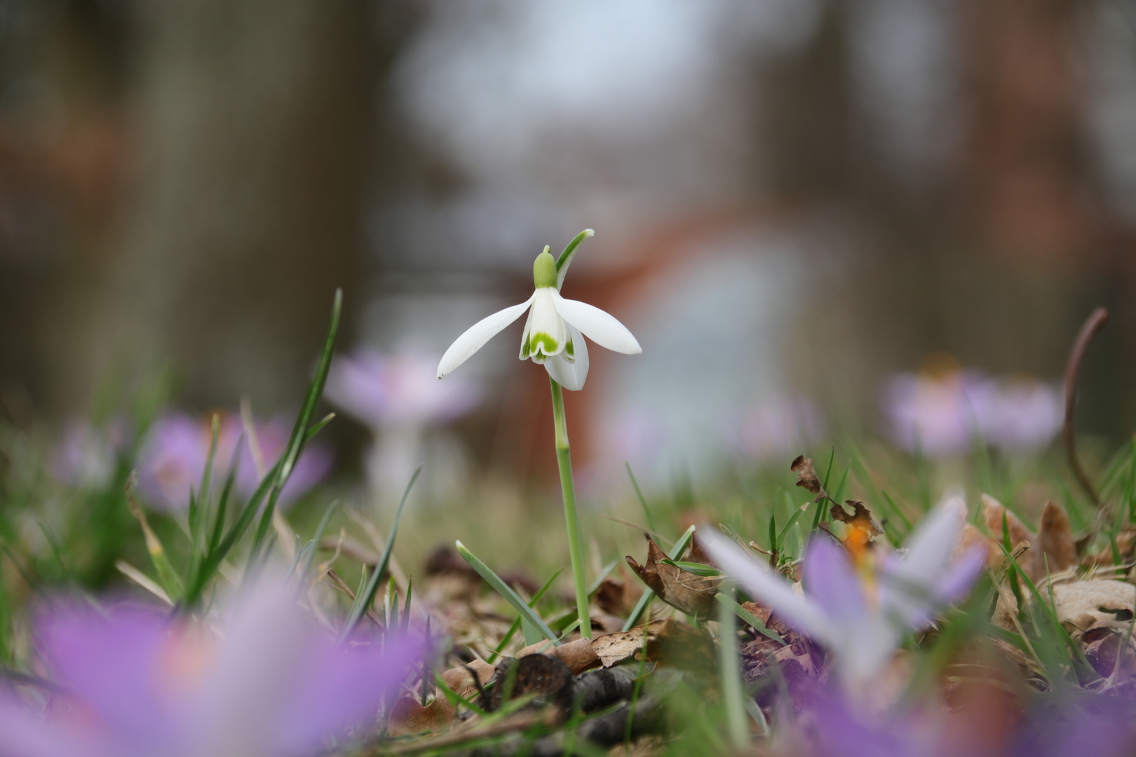 Schneeglöckchen zwischen Krokussen