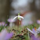 Schneeglöckchen zwischen Krokussen