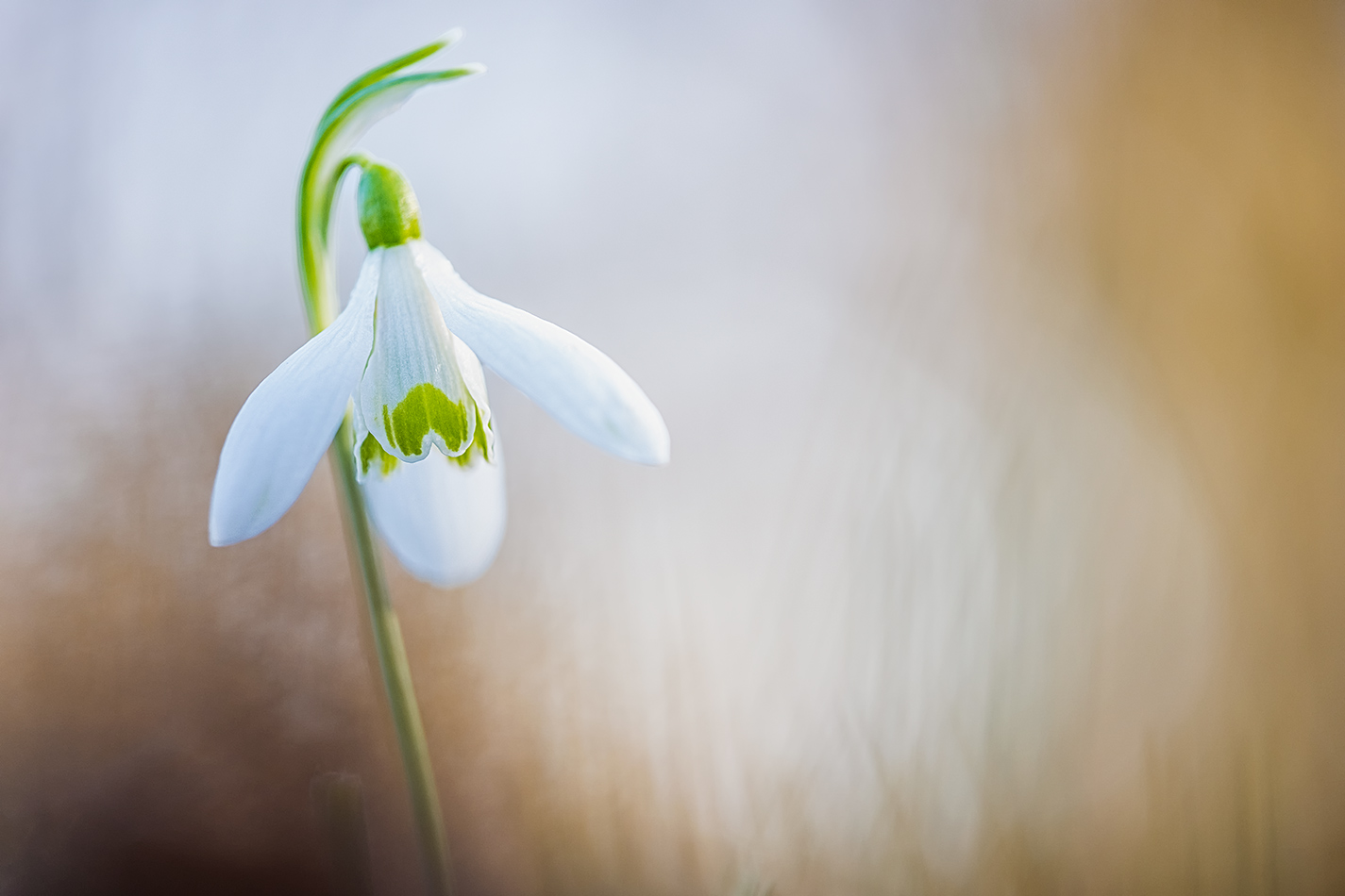 Schneegloeckchen#16