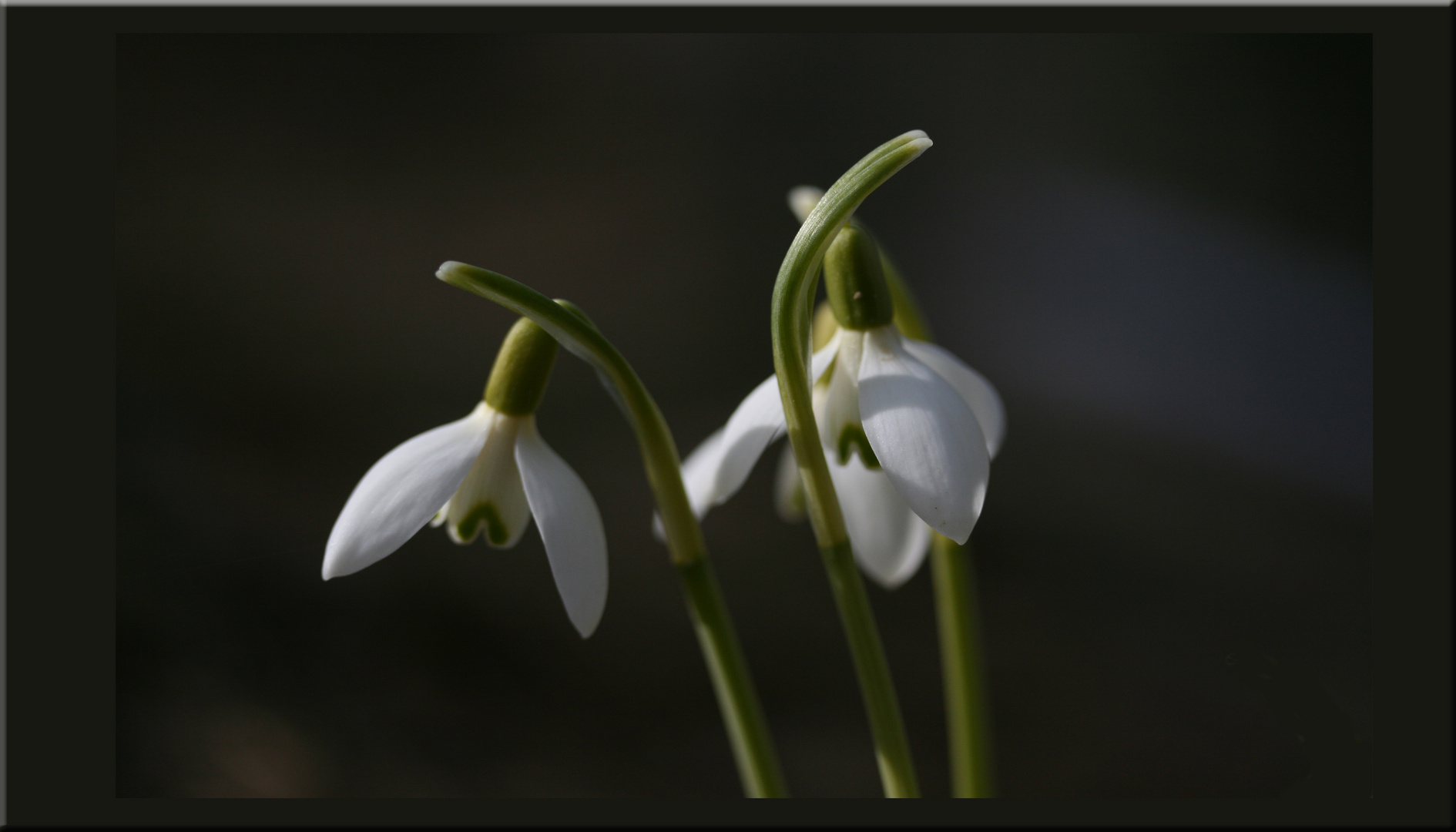 Schneeglöckchen_220310