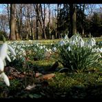 schneeglöckchenaufdemfriedhof