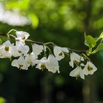 Schneeglöckchenbaum