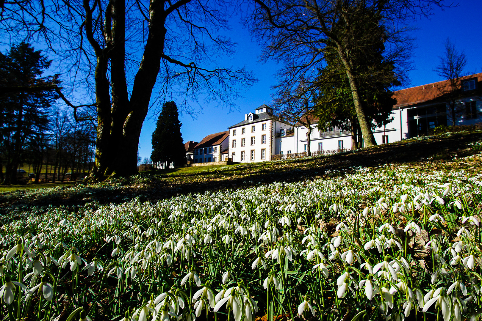 Schneeglöckchenblüte am Hofgut Imsbach 