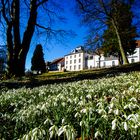 Schneeglöckchenblüte am Hofgut Imsbach 