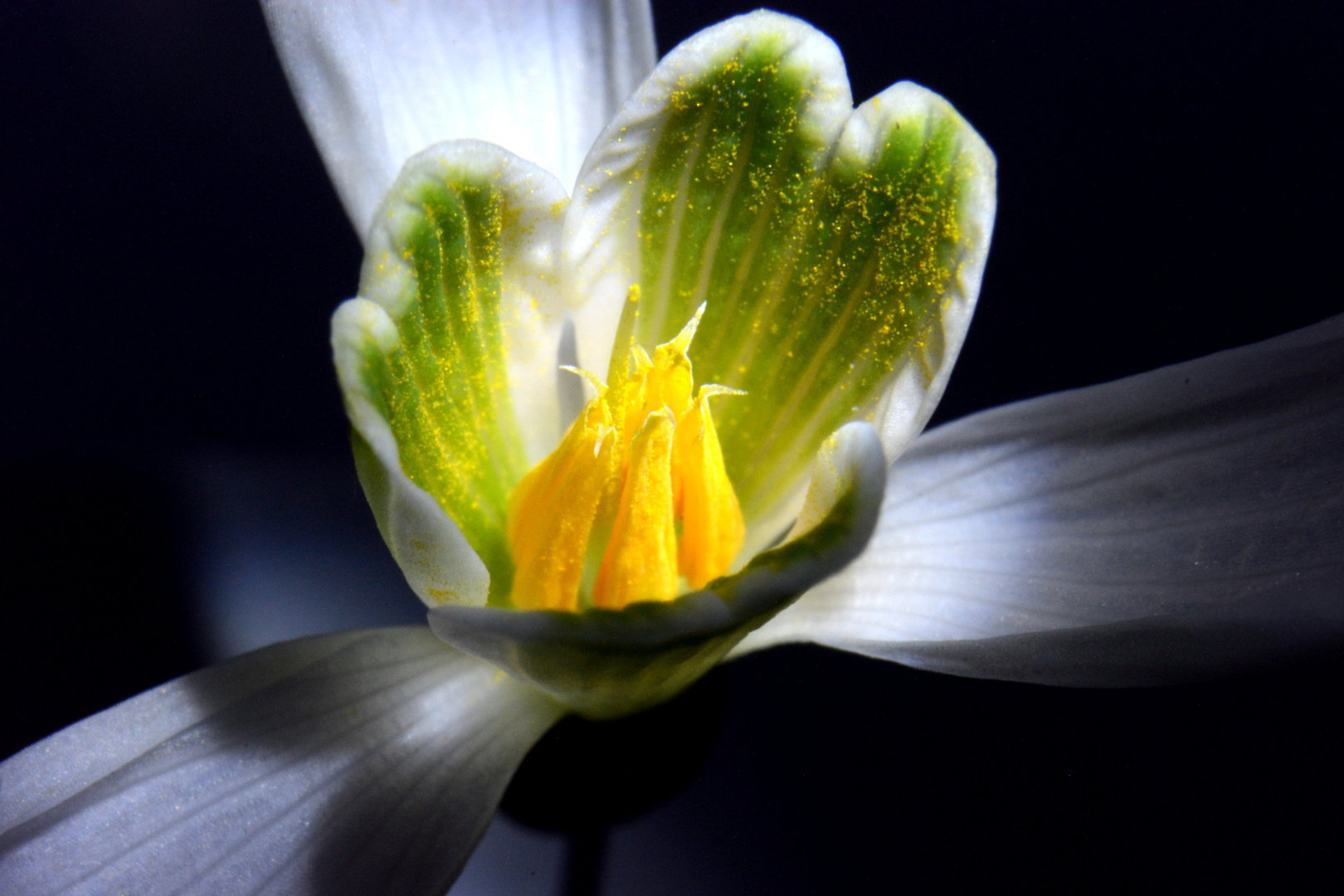 Schneeglöckchenblüte