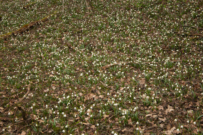 Schneeglöckchenfeld