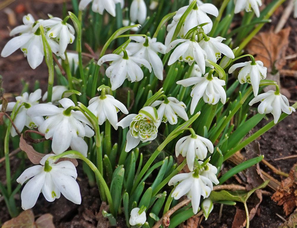 Schneeglöckchengemeinschaft