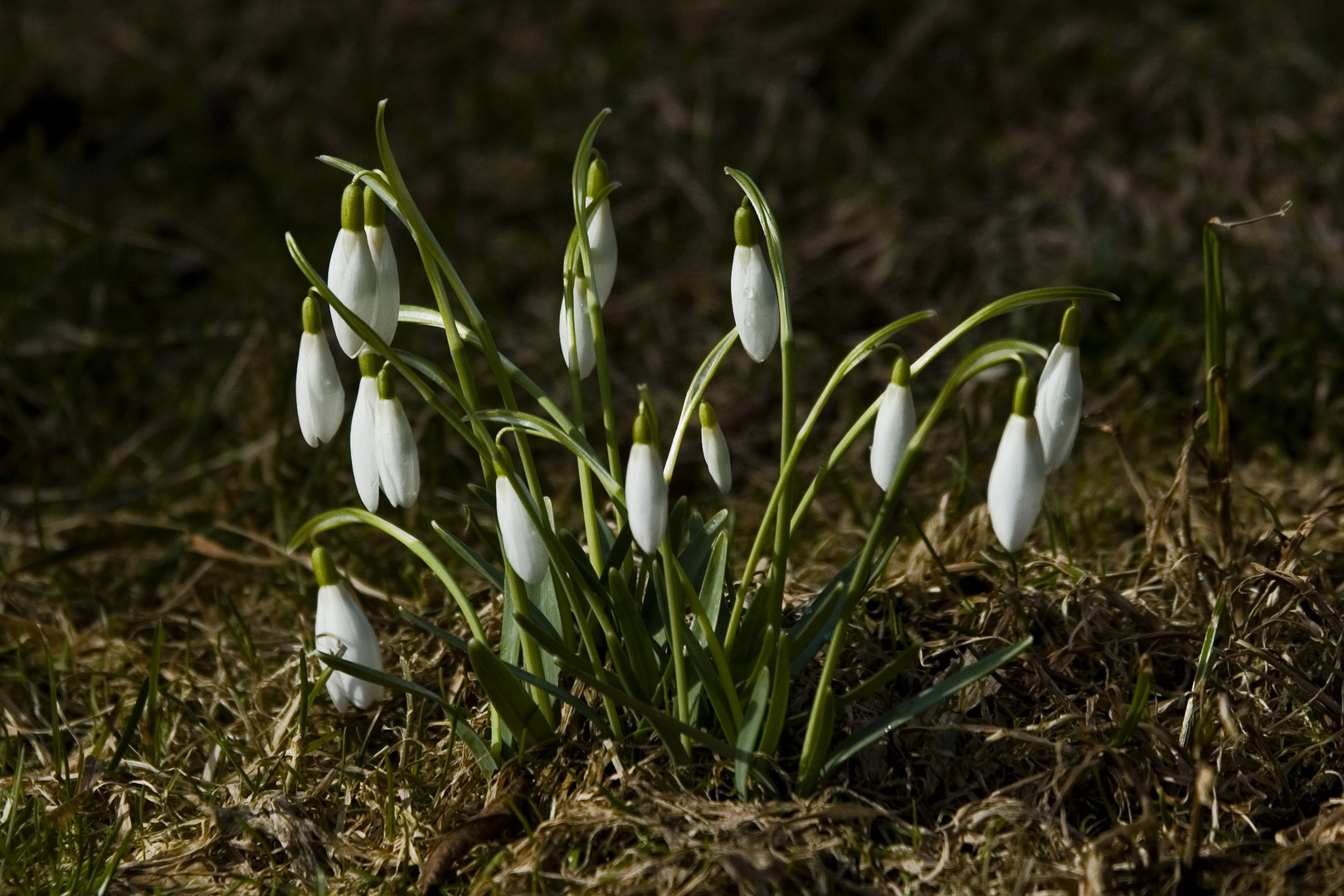 Schneeglöckchengruppe