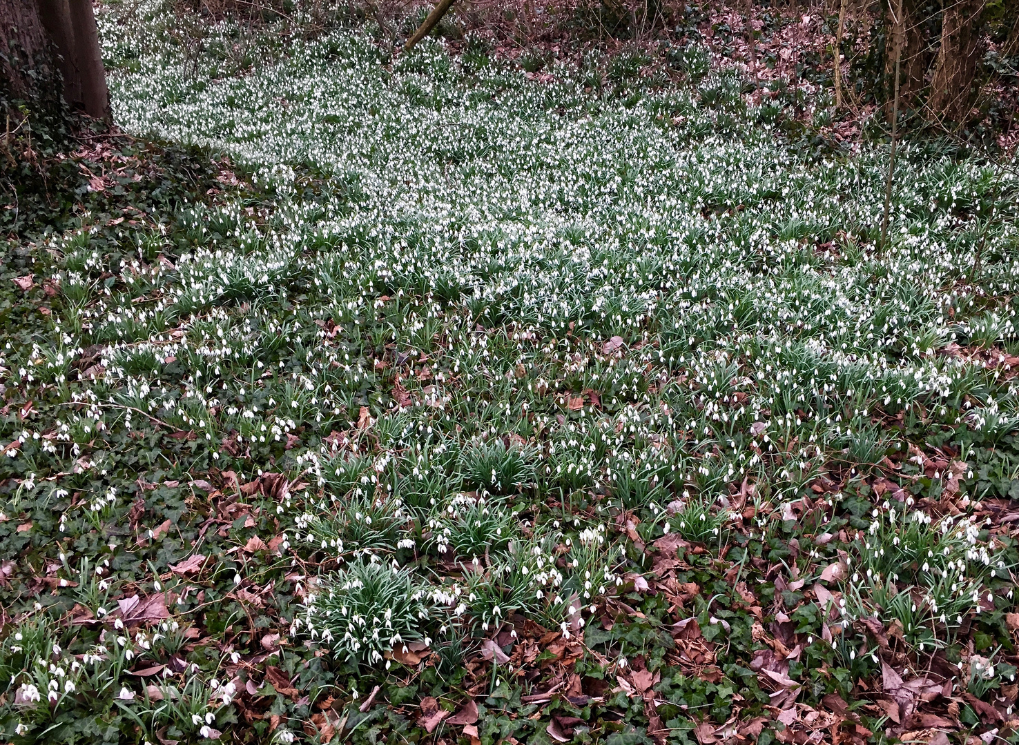 Schnee(Glöckchen)Lawine