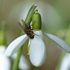 Schneeglöckchennektar