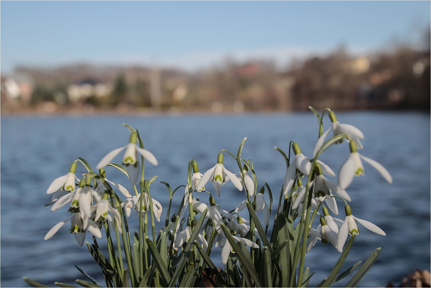 Schneeglöckchenteich