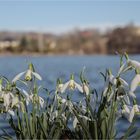 Schneeglöckchenteich