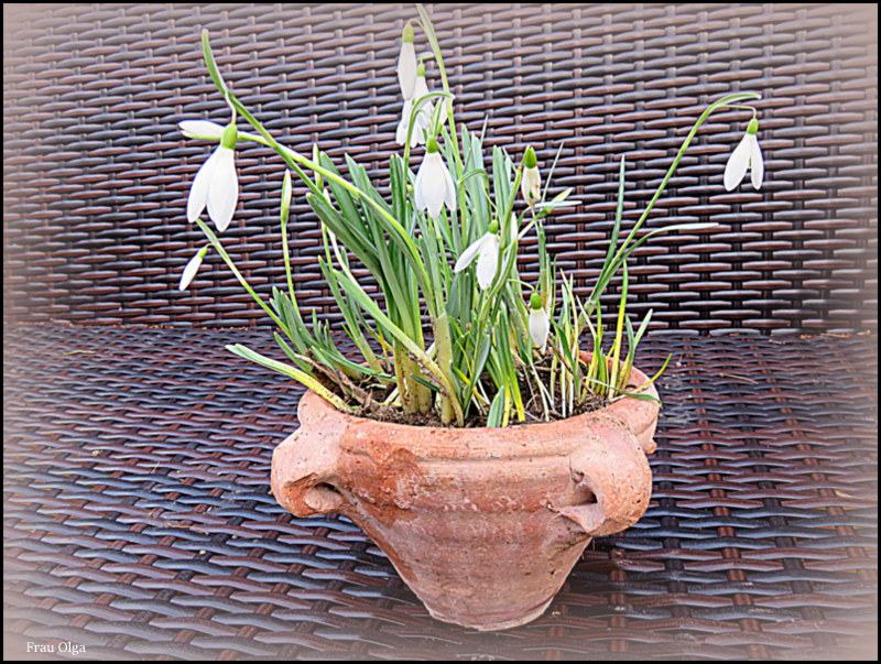 Schneeglöckchentopf