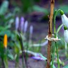 Schneeglöckchenvorsorge-Sturm kommt