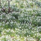 Schneeglöckchenwiese