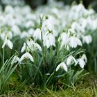 Schneeglöckchenwiese