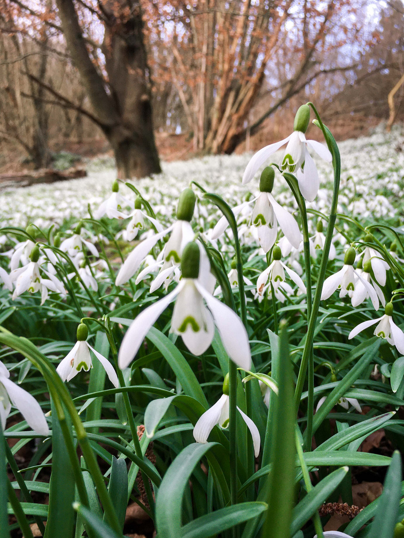 Schneeglöckchenwiese