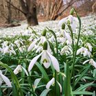 Schneeglöckchenwiese