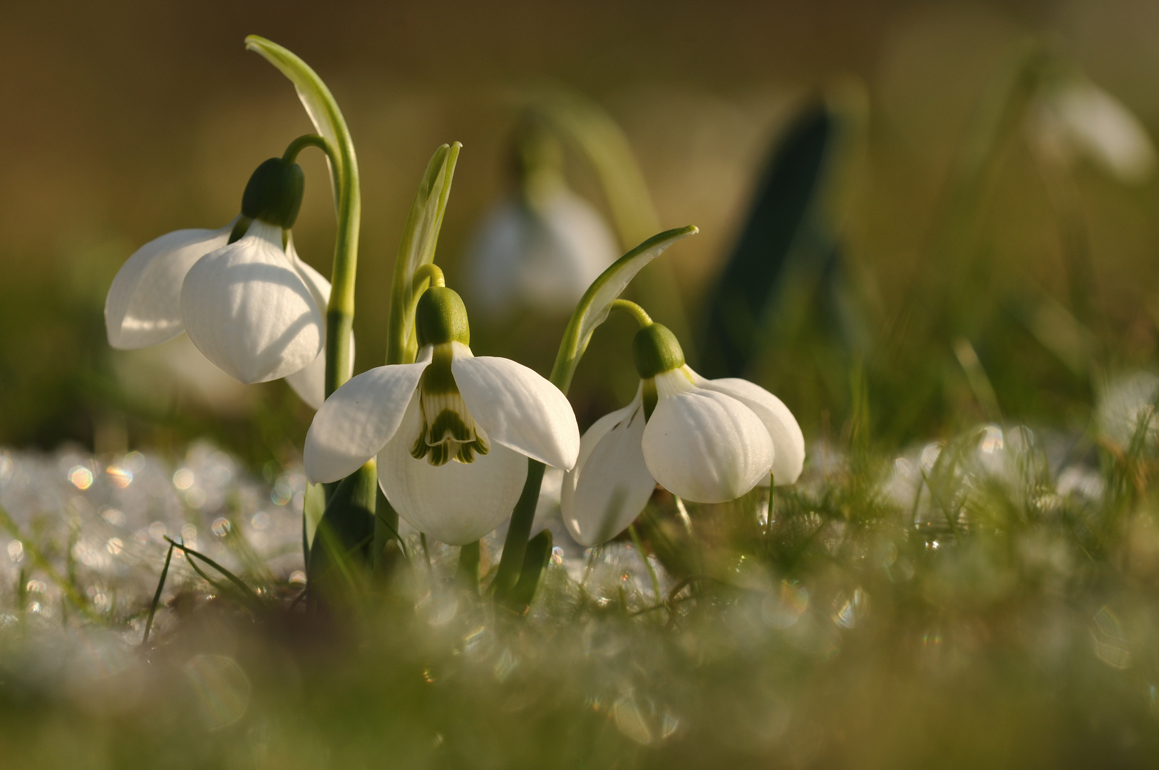 Schneeglöckchenwiese