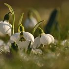 Schneeglöckchenwiese