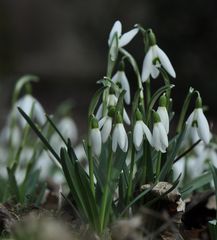 Schneeglöcken auf dem Friedhof