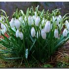 Schneeglöcken mögen auch Frühlingsregen