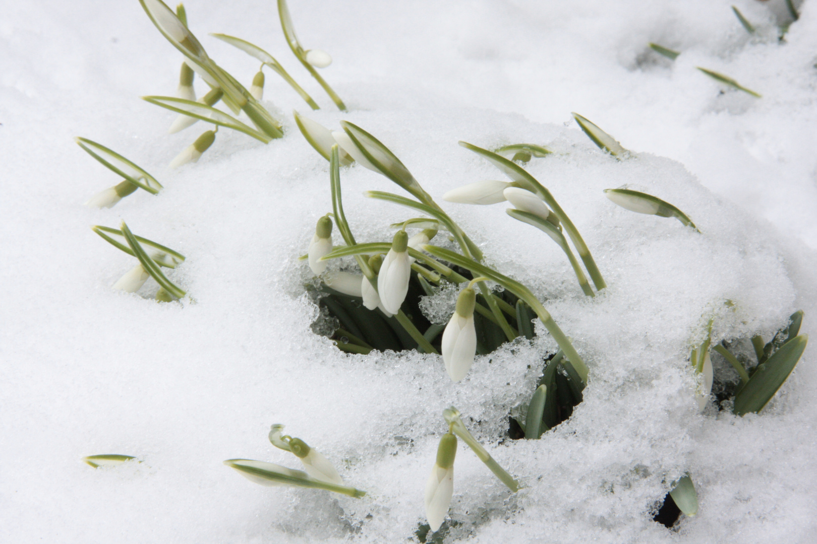 Schneeglöckhen