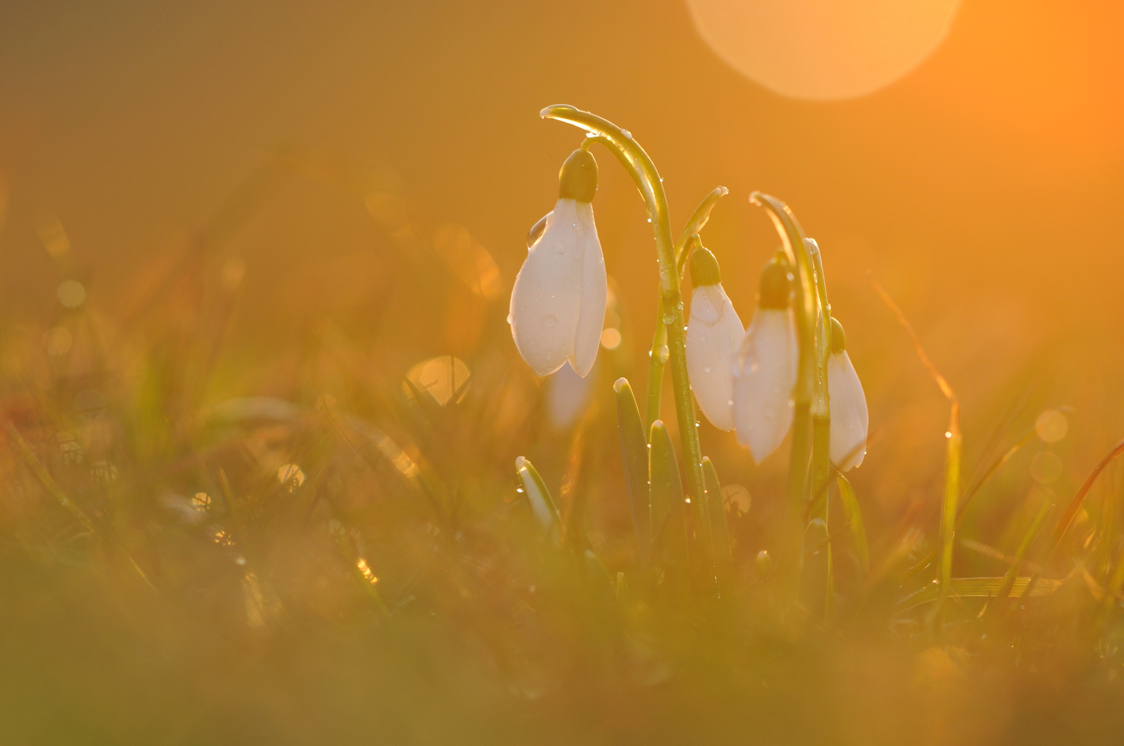 Schneeglöcklein im Abendlicht