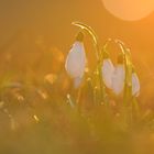 Schneeglöcklein im Abendlicht