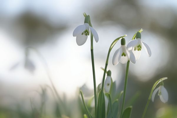 Schneeglöggli sind da....