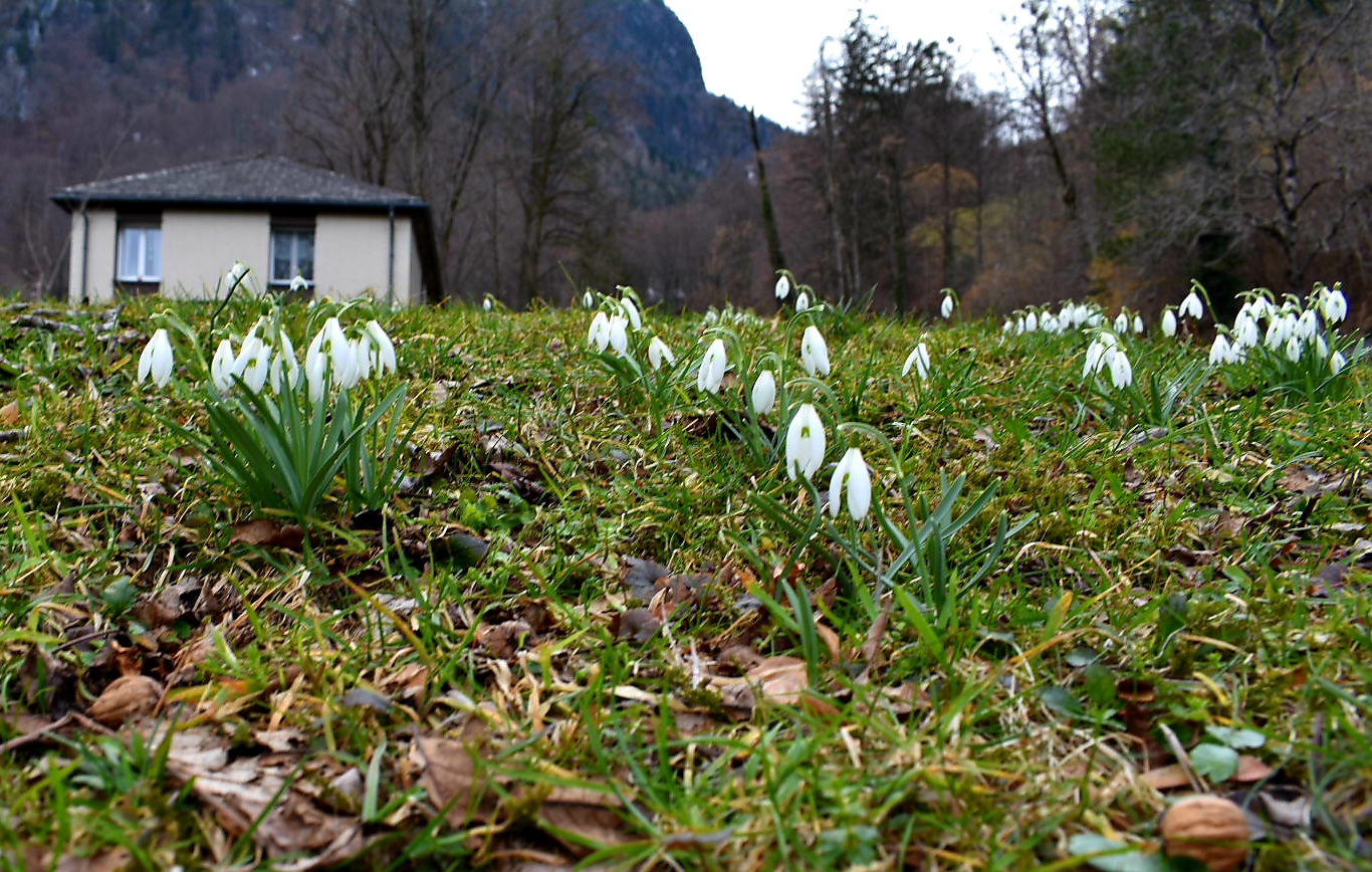 Schneeglückchen