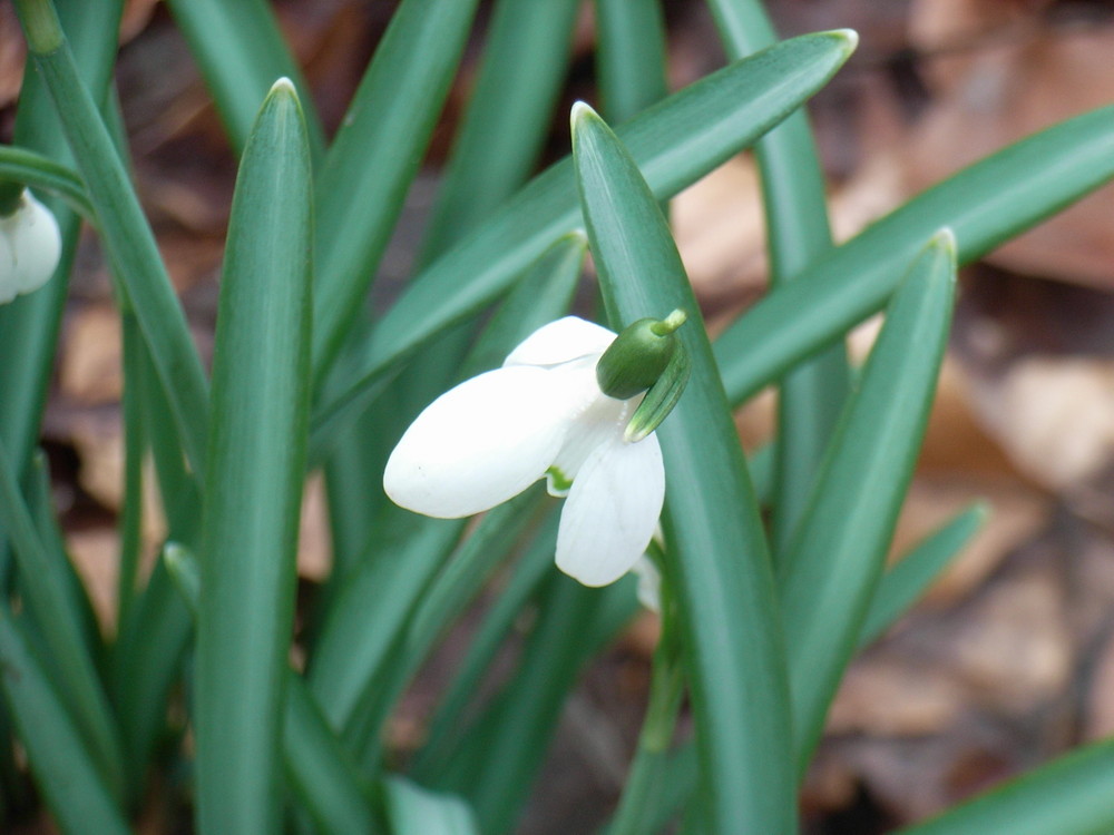 schneegl(ü)ckchen