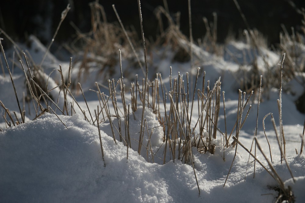 Schneegrün