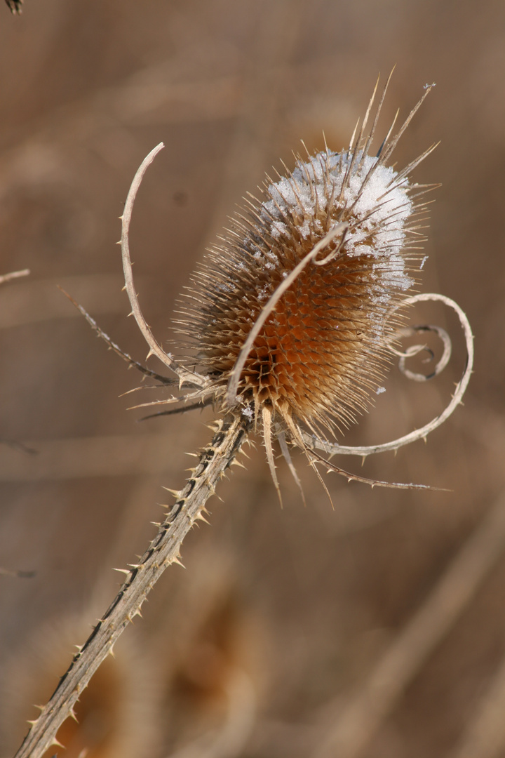 Schneehäubchen