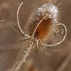 Schneehäubchen