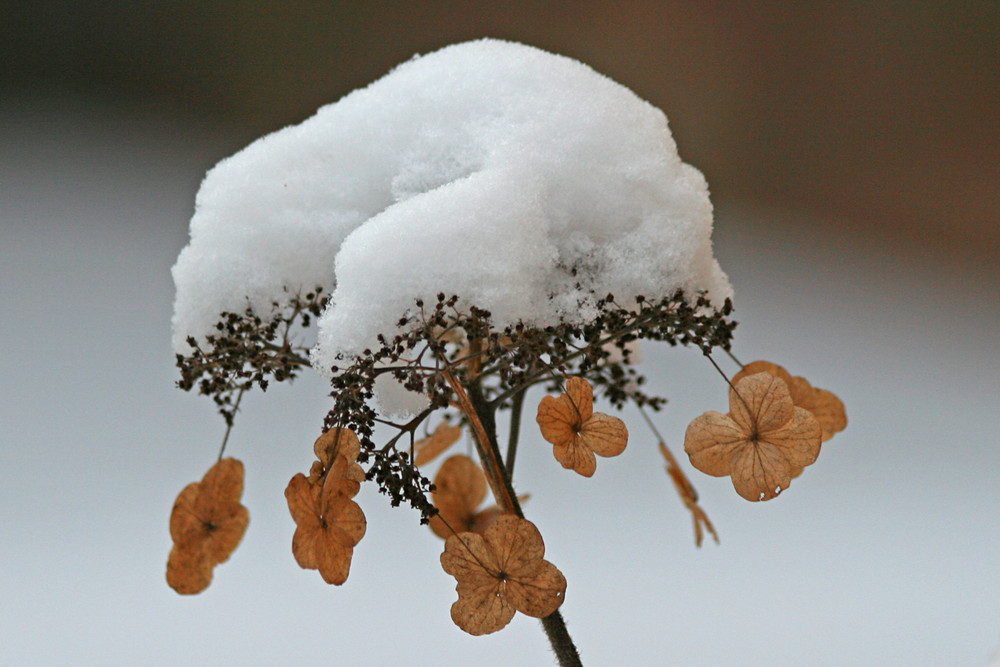 Schneehäubchen