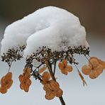 Schneehäubchen